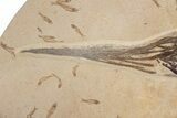 Museum Quality Paddlefish Fossil (Crossopholis) - Wyoming #254199-2